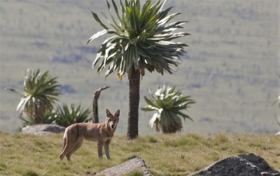 Aethiopischer Wolf in den Simien Mountains (Harri J / Wikipedia (Hulivili))  CC BY 
Información sobre la licencia en 'Verificación de las fuentes de la imagen'